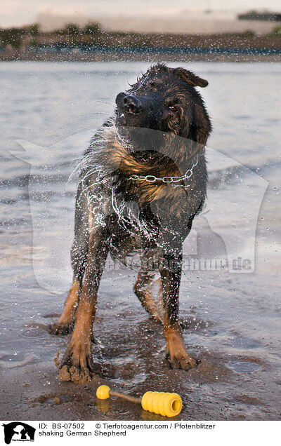 Deutscher Schferhund schttelt sich / shaking German Shepherd / BS-07502