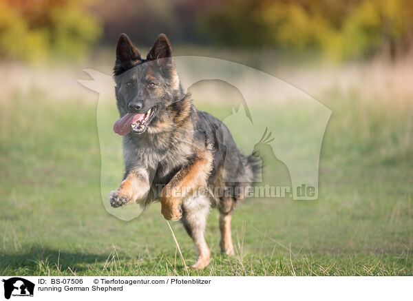 rennender Deutscher Schferhund / running German Shepherd / BS-07506