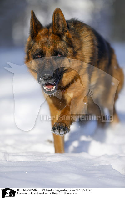 Deutscher Schferhund rennt durch den Schnee / German Shepherd runs through the snow / RR-98584