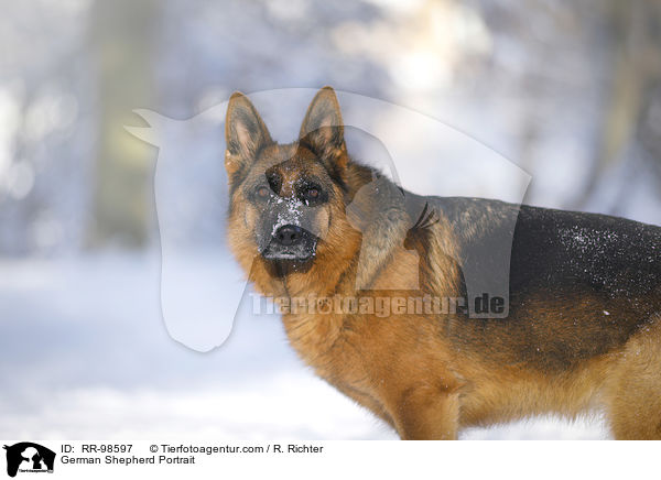 Deutscher Schferhund Portrait / German Shepherd Portrait / RR-98597