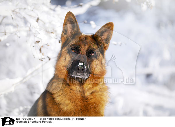 Deutscher Schferhund Portrait / German Shepherd Portrait / RR-98607