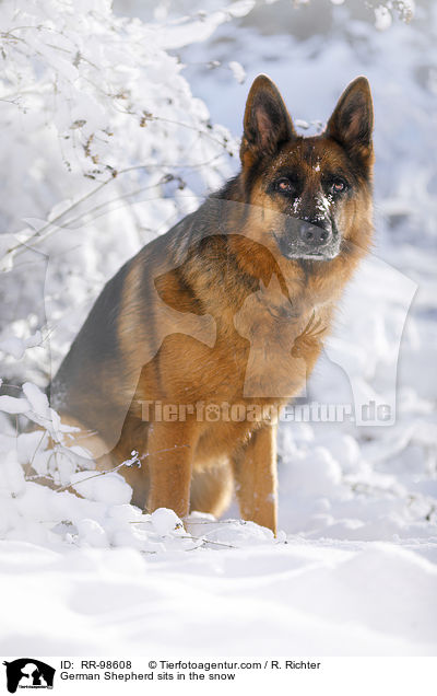 Deutscher Schferhund sitzt im Schnee / German Shepherd sits in the snow / RR-98608