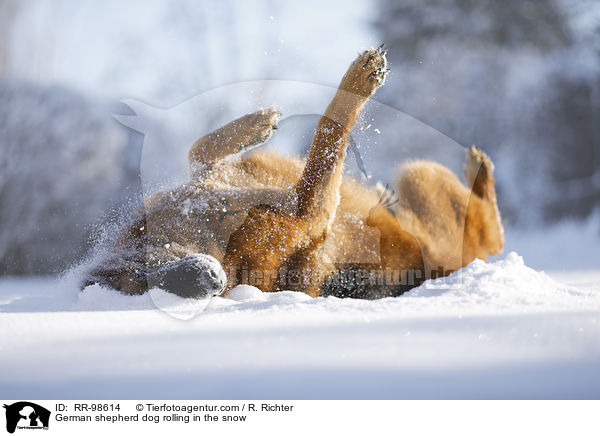 German shepherd dog rolling in the snow / RR-98614