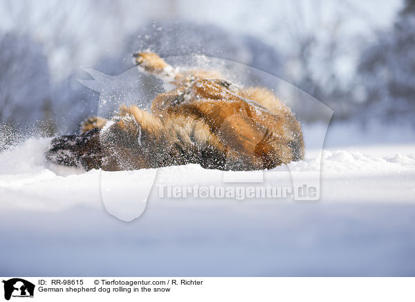 Deutscher Schferhund wlzt sich im Schnee / German shepherd dog rolling in the snow / RR-98615