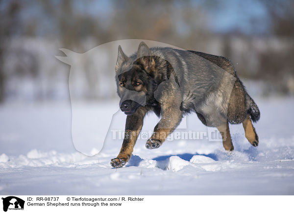 Deutscher Schferhund rennt durch den Schnee / German Shepherd runs through the snow / RR-98737