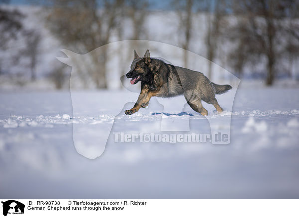 Deutscher Schferhund rennt durch den Schnee / German Shepherd runs through the snow / RR-98738