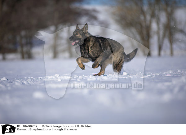 German Shepherd runs through the snow / RR-98739