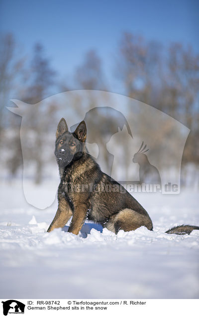 German Shepherd sits in the snow / RR-98742