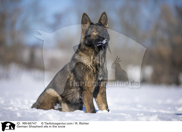 Deutscher Schferhund sitzt im Schnee / German Shepherd sits in the snow / RR-98747