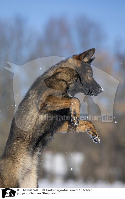 jumping German Shepherd / RR-98749