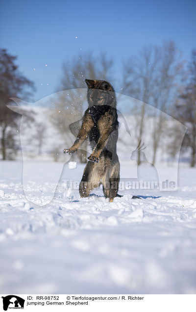 jumping German Shepherd / RR-98752