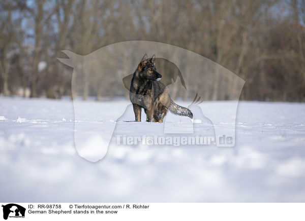 German Shepherd stands in the snow / RR-98758