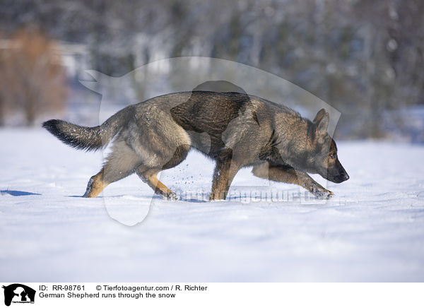Deutscher Schferhund rennt durch den Schnee / German Shepherd runs through the snow / RR-98761