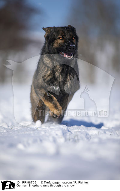 German Shepherd runs through the snow / RR-98769