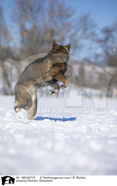 jumping German Shepherd / RR-98770