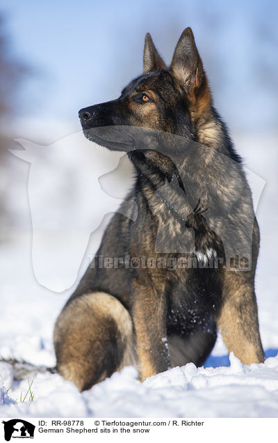 German Shepherd sits in the snow / RR-98778