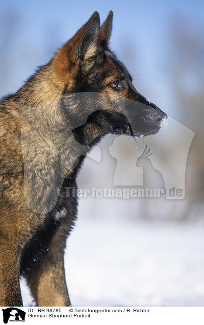 German Shepherd Portrait / RR-98780