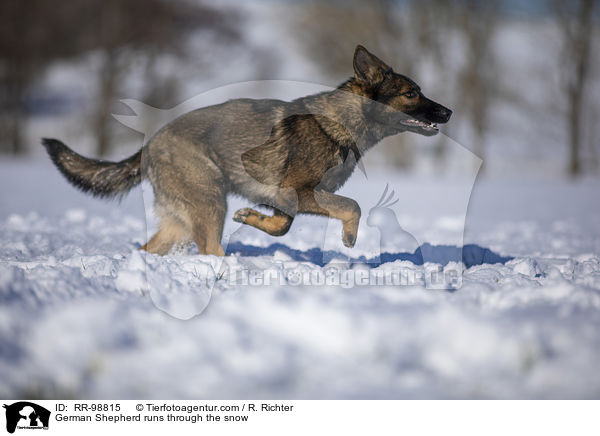 Deutscher Schferhund rennt durch den Schnee / German Shepherd runs through the snow / RR-98815