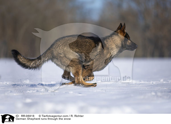 German Shepherd runs through the snow / RR-98818