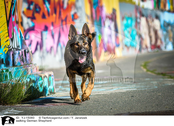 walking German Shepherd / YJ-15060