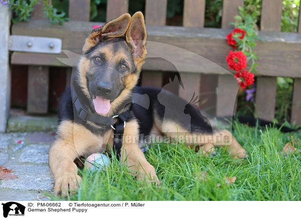 Deutscher Schferhund Welpe / German Shepherd Puppy / PM-06662