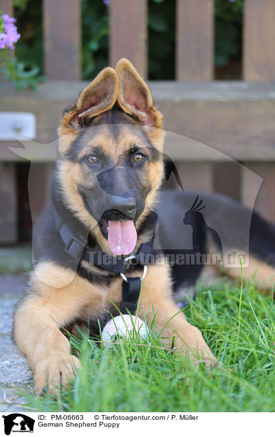 Deutscher Schferhund Welpe / German Shepherd Puppy / PM-06663