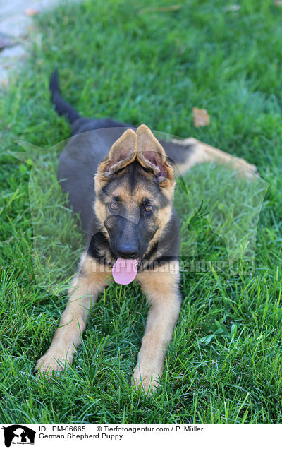Deutscher Schferhund Welpe / German Shepherd Puppy / PM-06665