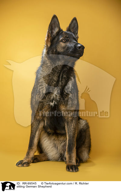 sitting German Shepherd / RR-99545