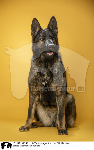 sitzender Deutscher Schferhund / sitting German Shepherd / RR-99546