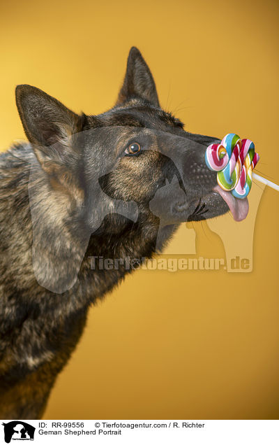 Deutscher Schferhund Portrait / Geman Shepherd Portrait / RR-99556