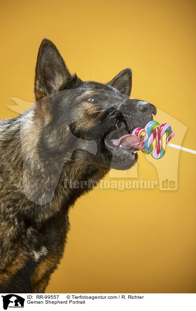 Geman Shepherd Portrait / RR-99557