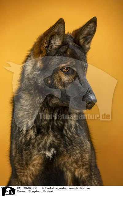 Geman Shepherd Portrait / RR-99560
