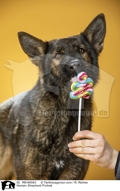 Deutscher Schferhund Portrait / Geman Shepherd Portrait / RR-99563