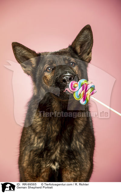Deutscher Schferhund Portrait / Geman Shepherd Portrait / RR-99565