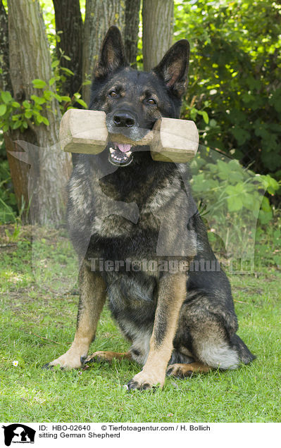 sitzender Deutscher Schferhund / sitting German Shepherd / HBO-02640
