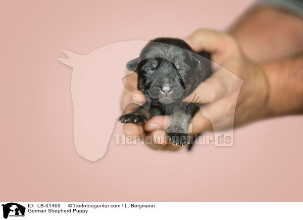 Deutscher Schferhund Welpe / German Shepherd Puppy / LB-01469