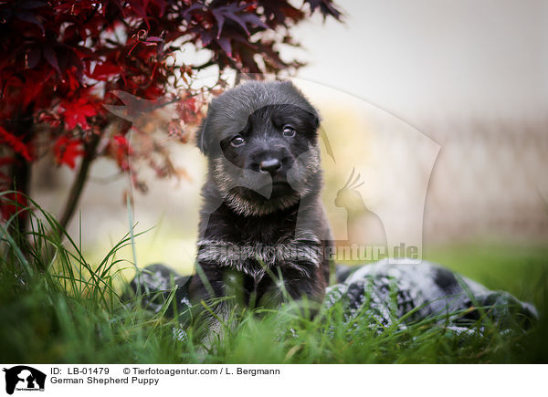 Deutscher Schferhund Welpe / German Shepherd Puppy / LB-01479