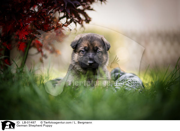 Deutscher Schferhund Welpe / German Shepherd Puppy / LB-01487