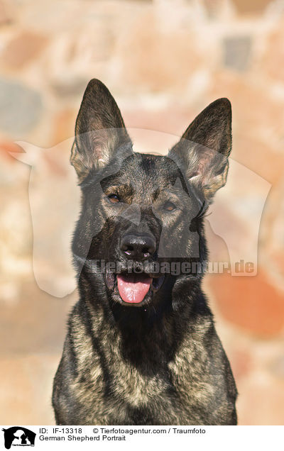 German Shepherd Portrait / IF-13318