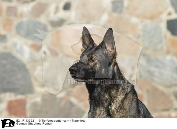 German Shepherd Portrait / IF-13322