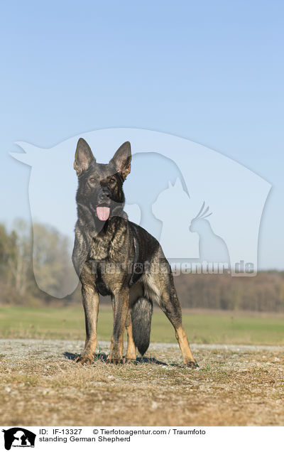 standing German Shepherd / IF-13327