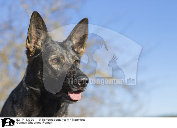 German Shepherd Portrait / IF-13329