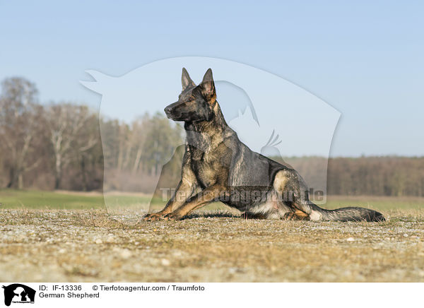 German Shepherd / IF-13336