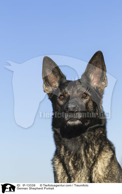 German Shepherd Portrait / IF-13339