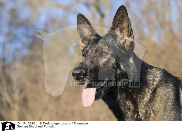 Deutscher Schferhund Portrait / German Shepherd Portrait / IF-13340