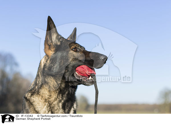 German Shepherd Portrait / IF-13342