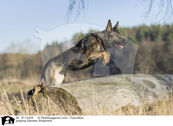 springender Deutscher Schferhund / jumping German Shepherd / IF-13344