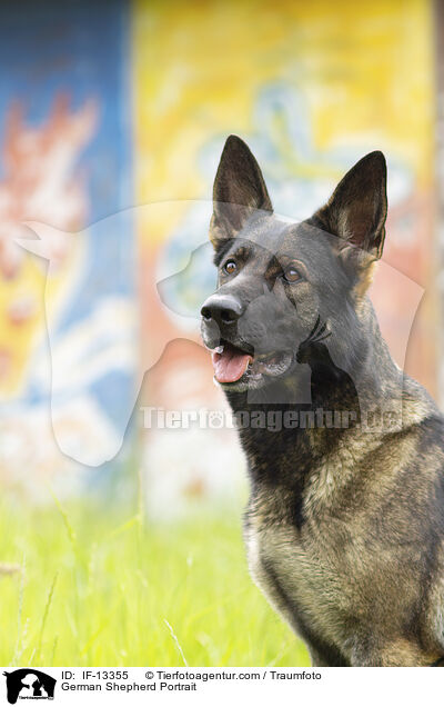Deutscher Schferhund Portrait / German Shepherd Portrait / IF-13355