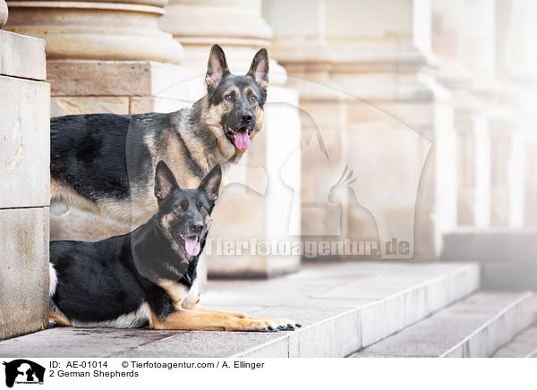 2 Deutsche Sch�ferhunde / 2 German Shepherds / AE-01014
