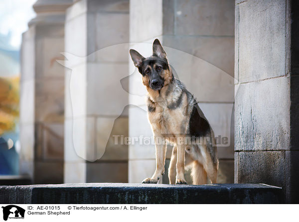 Deutscher Schferhund / German Shepherd / AE-01015